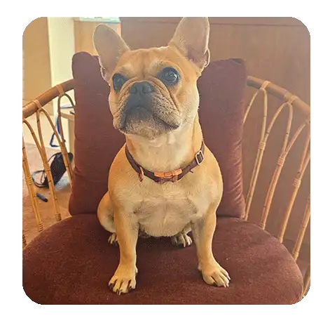 restaurant-dog-friendly Restaurant dog friendly